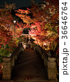 bridge and torii gate in autumn 36646764