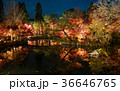 bridge and torii gate in autumn 36646765