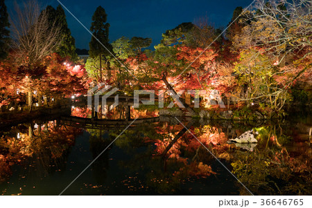 bridge and torii gate in autumn 36646765