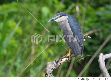 Adult night heron sits on a branch  36647613