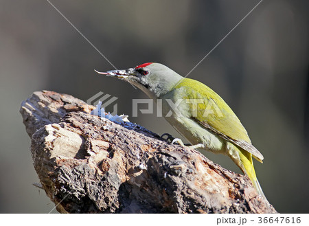 A male of grey woodpecker sits on  forest feeder 36647616