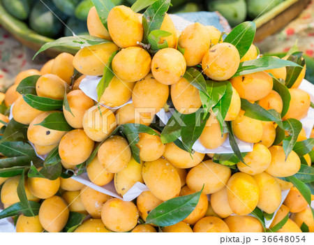 Marian plum 36648054