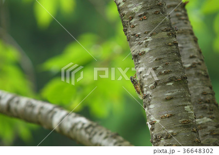 ヒグラシ   36648302