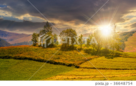 small orchard on a grassy rural field at sunset 36648754