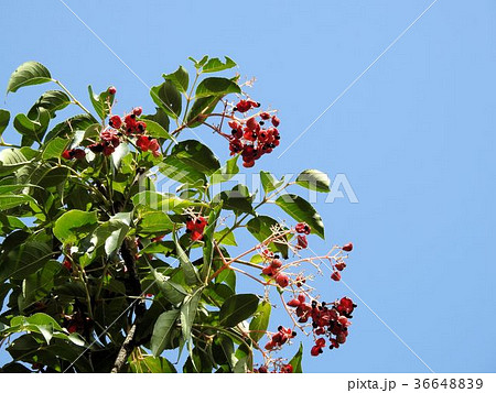 ゴンズイの実／立川´ 36648839