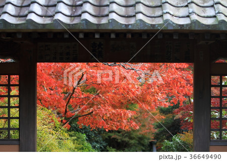 海蔵寺の山門と紅葉 36649490