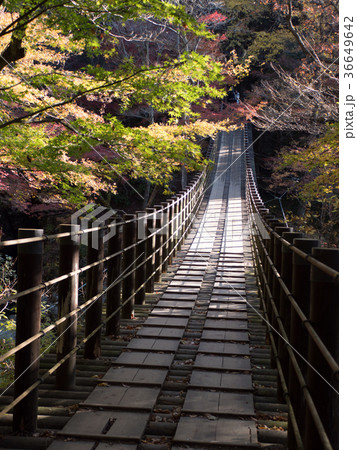 花貫渓谷、汐見滝吊り橋の紅葉 花貫渓谷、汐見滝吊り橋の紅葉 36649642