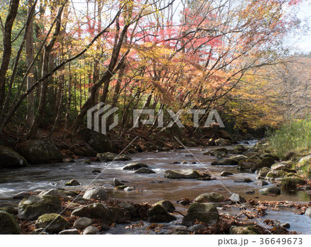 花園渓谷の紅葉の写真素材