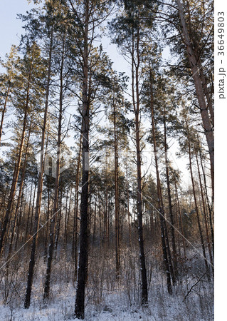 pine forest pine forest 36649803