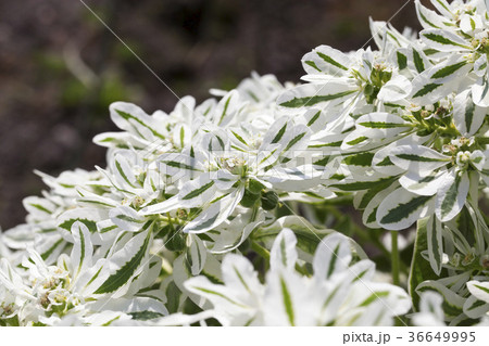 white flowers white flowers 36649995