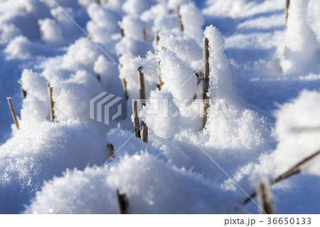 Snow covered field Snow covered field 36650133
