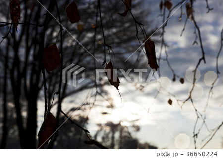 Trees in autumn Trees in autumn 36650224