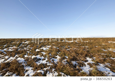 Old grass, snow Old grass, snow 36650263
