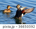オカヨシガモの羽ばたき 36650392