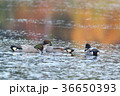 ヨシガモ雌雄 36650393