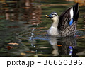 カルガモが尾羽をピンと立たせる 36650396
