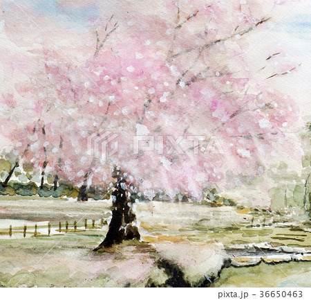 桜 春 満開 お花見 1本桜 手書きのイラスト素材