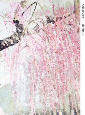 しだれ桜 桜 春 満開 お花見 1本桜 手書きのイラスト素材