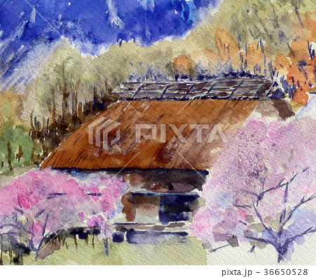 桜と民家　茅葺屋根　桜　田舎 36650528