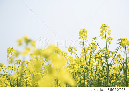 菜の花 菜の花 36650763