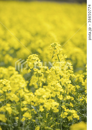 菜の花 36650774