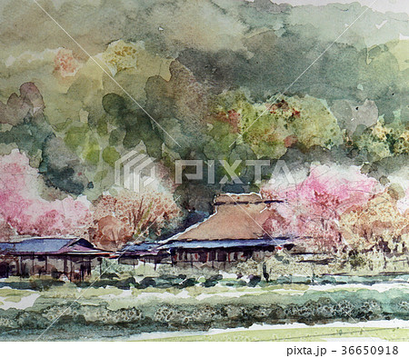 桜と民家 茅葺屋根 桜 田舎 桜と民家 茅葺屋根 桜 田舎 36650918