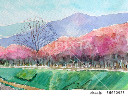 桜　堤防　堤桜　花見　手書き　千本桜 36650923