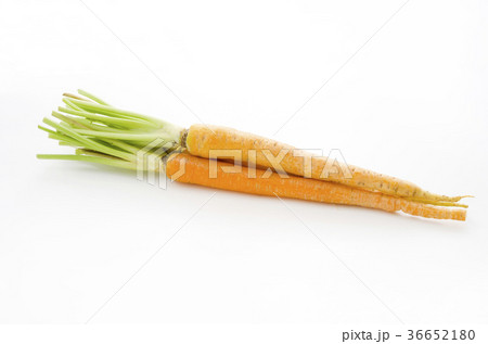 島にんじん 36652180