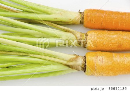 島にんじん 36652186