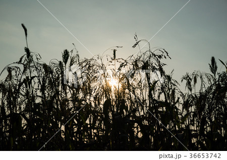 Field of Sorghum or Millet with sunset Field of Sorghum or Millet with sunset 36653742