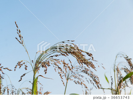 Field of Sorghum or Millet Field of Sorghum or Millet 36653743