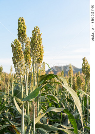 Field of Sorghum or Millet Field of Sorghum or Millet 36653746