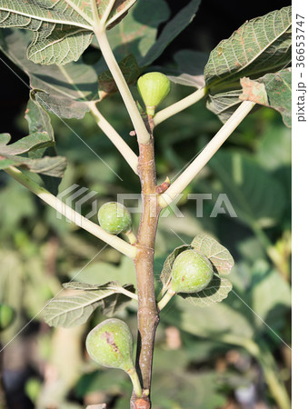 Figs on the branch 36653747