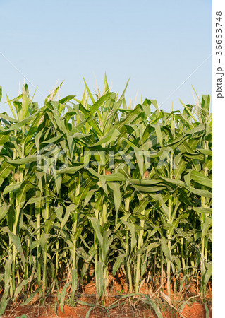Green maize corn field plantation Green maize corn field plantation 36653748