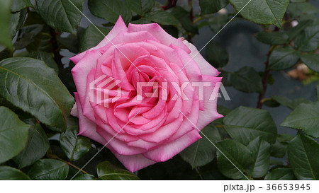 ウィミー Wimi バラ 薔薇 ローズガーデン 川崎 生田緑地ばら苑 36653945