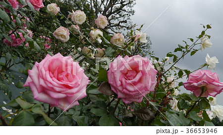 ウィミー Wimi バラ 薔薇 ローズガーデン 川崎 生田緑地ばら苑 36653946