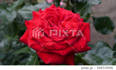 ヘルムット コール ローズ Helmut Kohl Rose 薔薇 ローズ 川崎 生田緑地ばら苑 ヘルムット コール ローズ Helmut Kohl Rose 薔薇 ローズ 川崎 生田緑地ばら苑 36654096