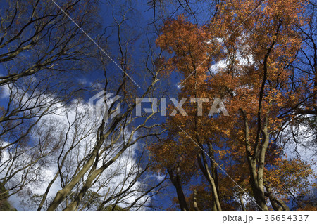 鎌倉紅葉谷、2017年獅子舞の谷 36654337