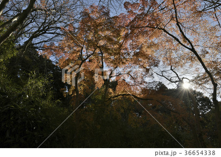 鎌倉紅葉谷、2017年獅子舞の谷 36654338