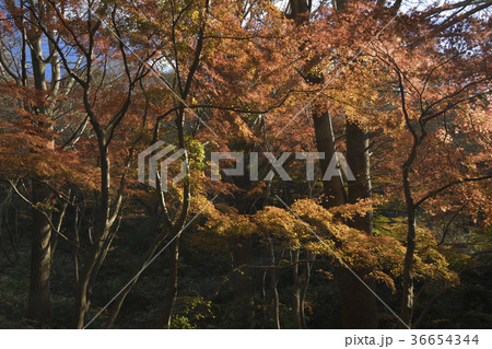 鎌倉紅葉谷、2017年獅子舞の谷 鎌倉紅葉谷、2017年獅子舞の谷 36654344