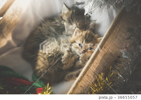 kittens sleeping and hugging in a basket 36655057