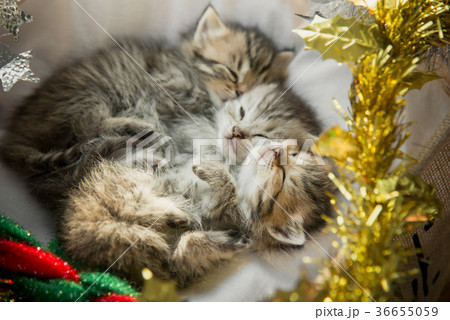 kittens sleeping and hugging in a basket 36655059