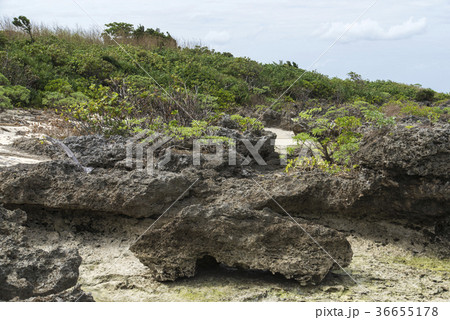 川平タバガーとモンパノキ（石垣島） 36655178