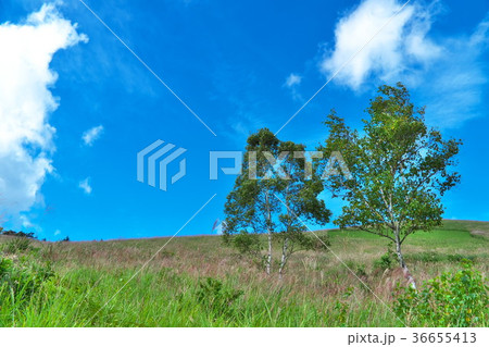 八島湿原 秋 八島湿原 秋 36655413