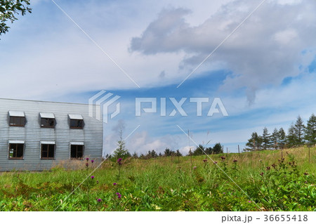 八島湿原　秋 36655418