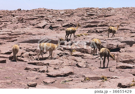南米チリ北部アタカマ高原の荒涼とした高山地帯に暮らす野生のビクーニャ 南米チリ北部アタカマ高原の荒涼とした高山地帯に暮らす野生のビクーニャ 36655429
