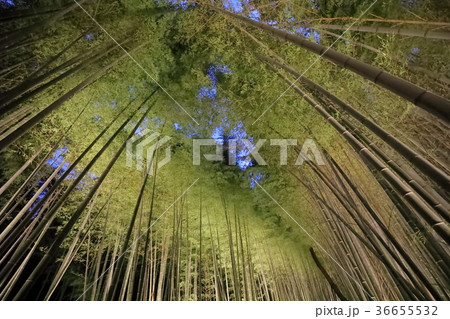 嵯峨野 竹林の道 ライトアップの写真素材