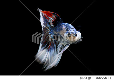 Fancy betta fish, siamese fighting fish  36655614