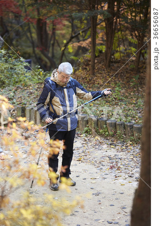 下を向く 落葉 紅葉 36656087