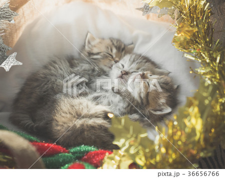 Cute tabby kittens sleeping and hugging 36656766